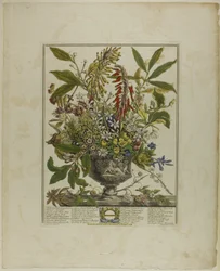 Januar, aus Zwölf Monate der Blumen