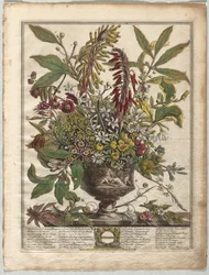 Die zwölf Monate der Blumen: Januar