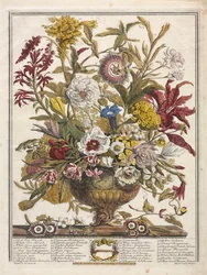 Zwölf Monate der Blumen: September