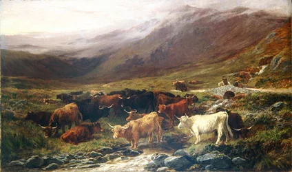 Kühe in den Highlands