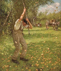 Schütteln von Apfelbäumen für Cider