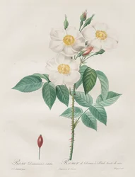Die Rosen: Rosa Damascena, subalba