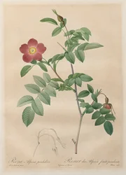 Die Rosen: Rosa alpina pendulina