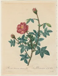Moosrose