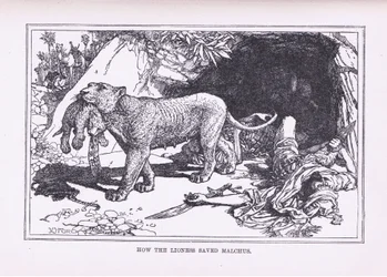 Wie die Löwin Malcus rettete, 1912