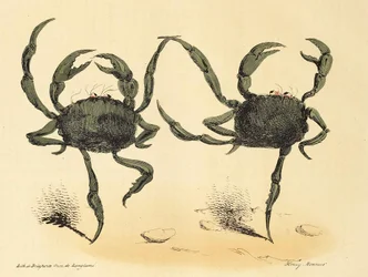 Danse Fantastique aus La Caricature, veröffentlicht 1831 Lithographie, 1831