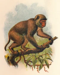 St. Johns Makake, 1897