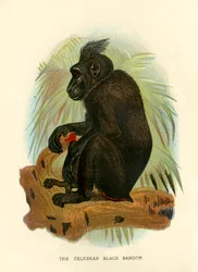 Der schwarze Schopfmakak, 1896