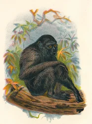 Der Siamang-Gibbon, 1897