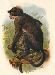 Weißkronen-Mangabe, 1897