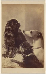 Floss, Daisy & Fee; Hunde der Baronin McClifford