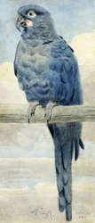 Hyazinth-Ara, 1889
