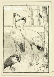 Vier Vögel in der Landschaft