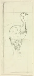 Stehender Vogel
