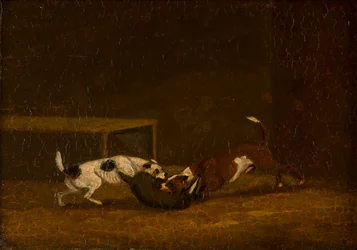 Zwei Terrier beim Dachshetzen