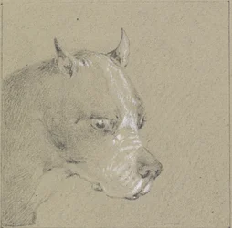 Kopf und Schultern eines Boxerhundes (Graphit mit Weiß auf Papier)