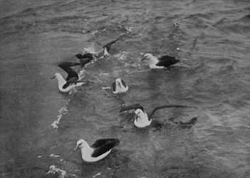 Albatrosse auf Nahrungssuche im Kielwasser der Terra Nova, ca. 1910-1913, 1913