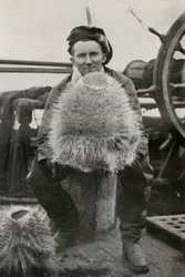 D. G. Lillie mit einigen der Kieselschwämme