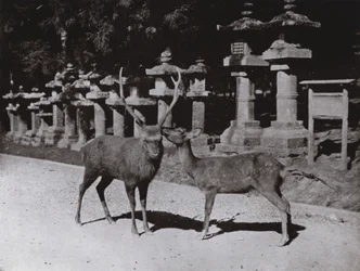 Hirsche, eine Studie in Nara
