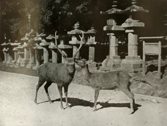 Mein Lieber! Eine Studie in Nara, 1910