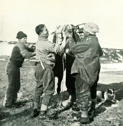 Pony trinkt Whisky, 8. Februar, 1911