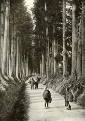 Die Kryptomerien in Nikko, 1910