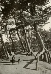 Die Kiefern von Shizu-Ura, 1910