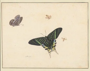 Drei Schmetterlinge und eine Wespe oder Fliege