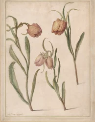 Studie von drei Schachbrettblumen, 1683