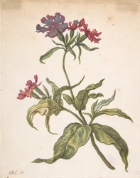 Studie einer roten Lichtnelke Lychnis hirsuta, 1680