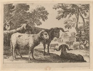 Widder