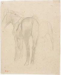 Studien eines Pferdes