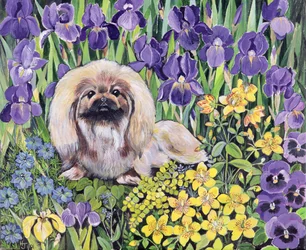 Peke im Blumenbeet