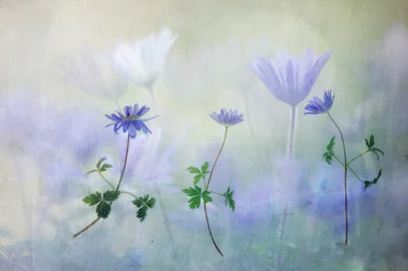 Verträumte blaue Anemonen