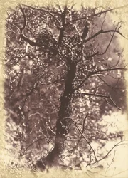 Efeubedeckter Baum in Colinton