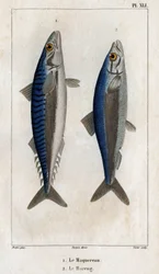 Makrele und Hering. Tafel aus „Fauna der Ärzte oder Geschichte der Tiere und ihrer Produkte“