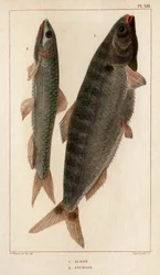 Schat und Sardellen. aus „Fauna der Ärzte oder Geschichte der Tiere und ihrer Produkte von Hippolyte Cloquet“ - Band 6 - 1825