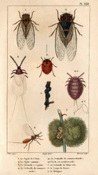 Die Cigale de l