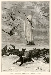 Und manchmal ein Rudel Präriewölfe, aus In 80 Tagen um die Welt von Jules Verne (1828-1905) graviert von Louis, 1873