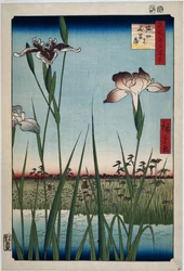 Schwertlilien in Horikiri