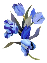 Blaue Tulpe
