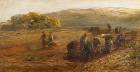 Kartoffelernte