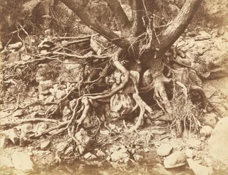 Baum mit Wurzelgewirr