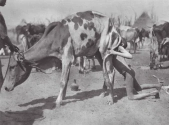 Afrika: Nördlicher Dinka bläst eine Kuh