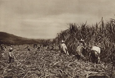 Mexiko: Tamasopo, Zuckerrohrernte