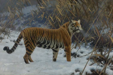 Ein Tiger im Schnee