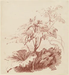 Blühende Pflanze mit Knospen