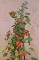 Kapuzinerkresse