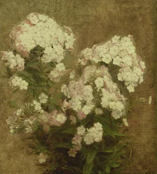 Phlox, 1870