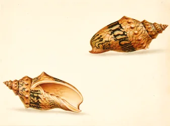 Muschelstudie